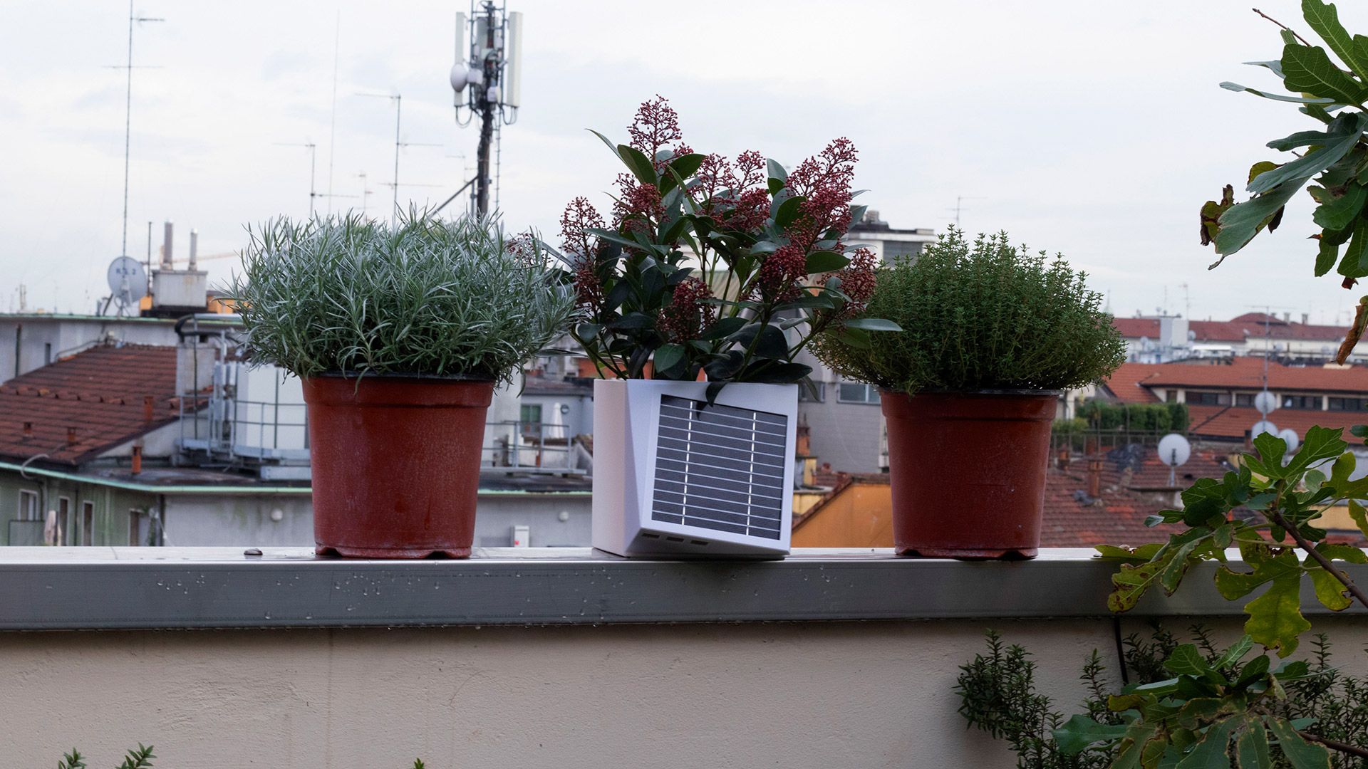 Leonardo 500 - Cecilia Gallerani, la dama con l'ermellino